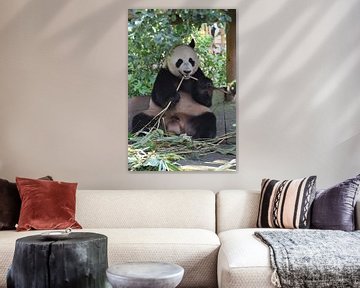 Panda van Esther