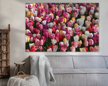 Tulipes sur Paul Heijmink