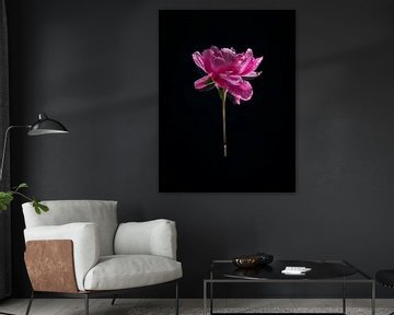 Peony - floating by Mariska Vereijken