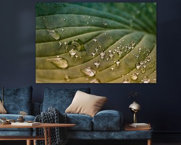 Close-up van regendruppels op een Hosta blad