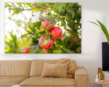 Pomegranates on the tree by Laura V