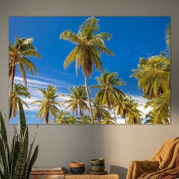 Palmbomen in Punta Cana (Dominicaanse Republiek)