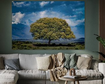 Lone Holm Oak in Extremadura by Lex van Doorn