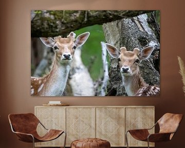 Quatre yeux bruns,...