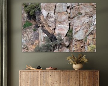 Vale Vulture Monfrague National Park Exgremadura by Lex van Doorn