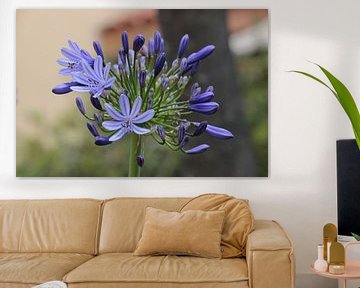African lily Charlotte - Agapanthus africanus Charlotte by whmpictures .com