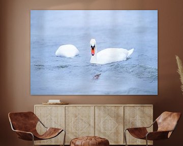 Twee witte zwanen zwemmen op meer bij sterke wind