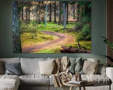 Mountain bike trail in forest during autumn by Fotografiecor .nl