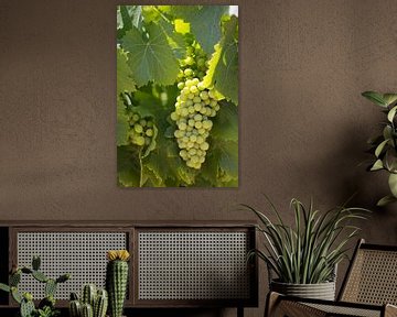 Druiventros aan de wijnstok van whmpictures .com