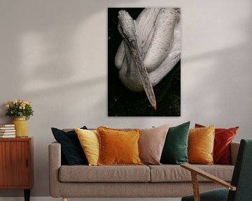 Pelican by Jamie Elbersen