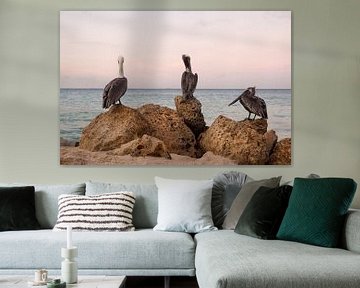 Pelicans on Aruba by Joke Absen
