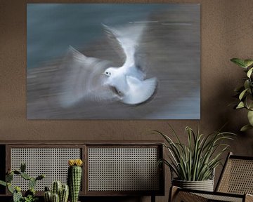 Fliegende Möwe Nahaufnahme der Bewegung in den Flügeln