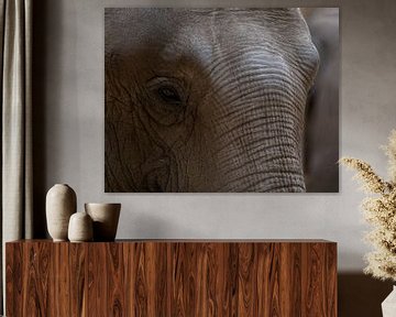 elephant eyes by Ineke Verbeeck