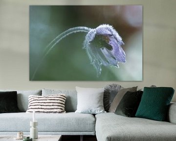 Pasque flower with water drops. sur Mirakels Kiekje