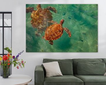 Sea turtles at Playa Grandi (Curaçao) by Laura V