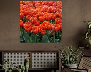 Orangefarbene Tulpen von MMFoto