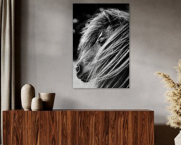 Portret van een Shetland pony, Monochroom van Imladris Images