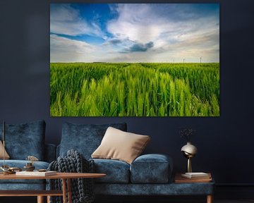 Grüne Weizenähren im späten Frühjahr mit bewölktem Himmel darüber von Sjoerd van der Wal Fotografie