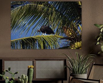 Zwarte gier in een palmboom | Wildlife | La Ventanilla | Mexico van Kimberley Helmendag