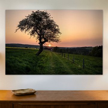 Zonsondergang met een oude fruitboom in de Rhön