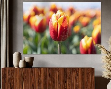 Tulpe in einem Tulpenfeld von Miranda Vleerlaag