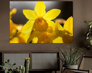 Daffodil in the morning light by Miranda Vleerlaag