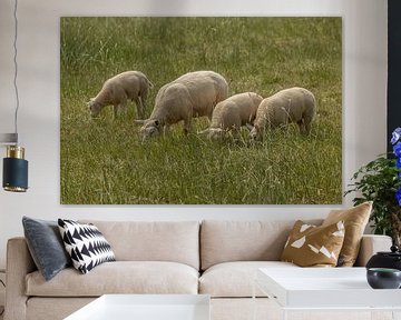 Moutons mangeant dans le pré sur Tanja van Beuningen