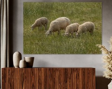 Schafe beim Fressen auf der Wiese
