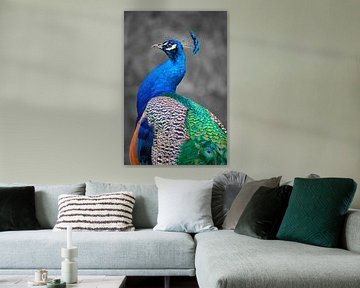 Blue peacock by MijuKasi
