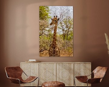 Giraffe in een nationaal park in Senegal
