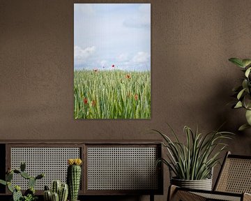 And then 1 poppy sticks out stubbornly above the cornfield by Annelies Martinot