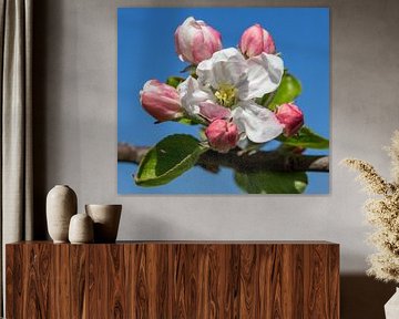 Apfelblüte in Olmenhorst.