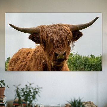 Scottish Highlander