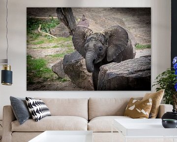 Baby olifant met grote oren van Denise Vlieland