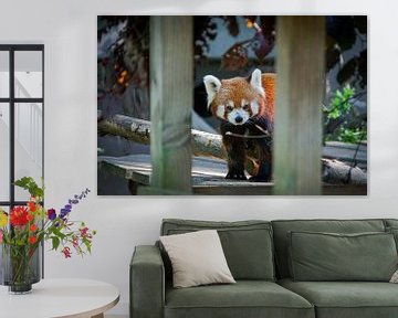 The little red panda by Denise Vlieland