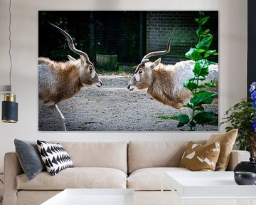 Antelopes looking at each other by Denise Vlieland