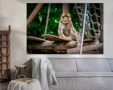 The Barbary Macaque by Denise Vlieland
