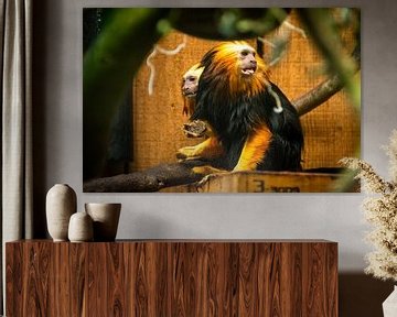 The golden lion monkey by Denise Vlieland