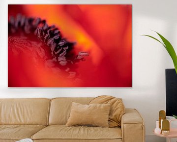 Red poppy abstract by Julia Strube - graphics