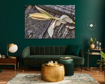 Wit wilgenblad op eikenhout van foto by rob spruit