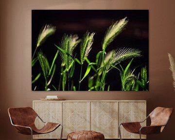 Grain ears backlit