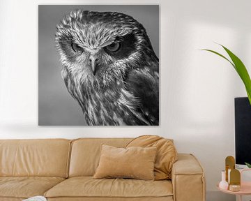 Strictly owl, black and white by Heino Minnema