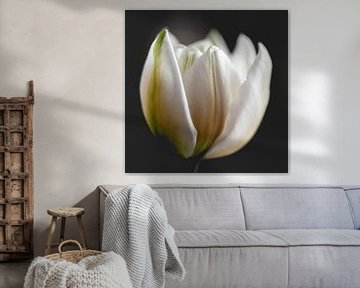 Tulipe blanche sur Sandra Hogenes