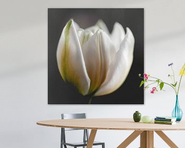 Weiße Tulpe von Sandra Hogenes
