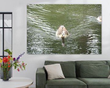 Canard de natation sur Novaii Emery
