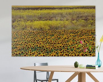 Yellow, yellower, yellowest sunflower time! by Jan Katuin