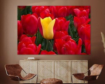 een geelrood gekleurde tulp tussen rode tulpen van W J Kok