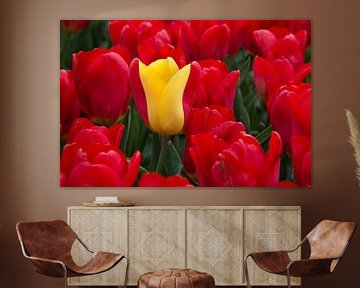 a yellow-red tulip among red tulips by W J Kok