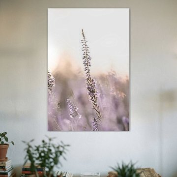 Paarse heide bij zonsondergang