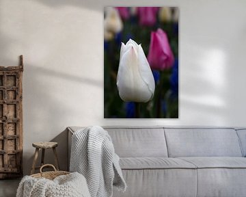 Witte tulp in een tuin met andere gekleurde tulpen van W J Kok